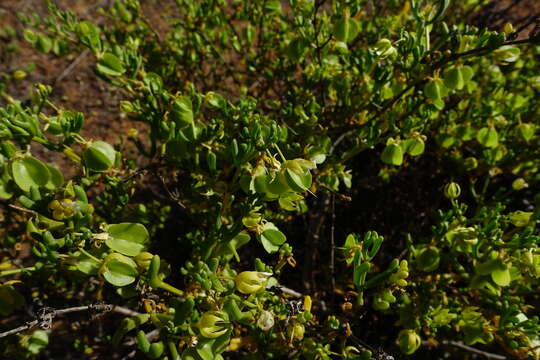 Image of Roepera aurantiaca subsp. aurantiaca