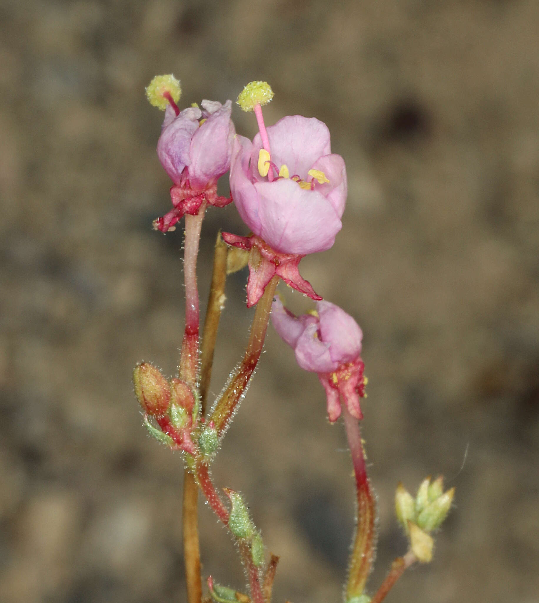 Image of Booth's evening primrose