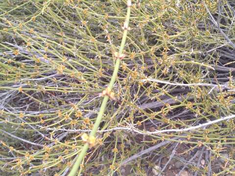 Image of Ephedra ochreata Miers