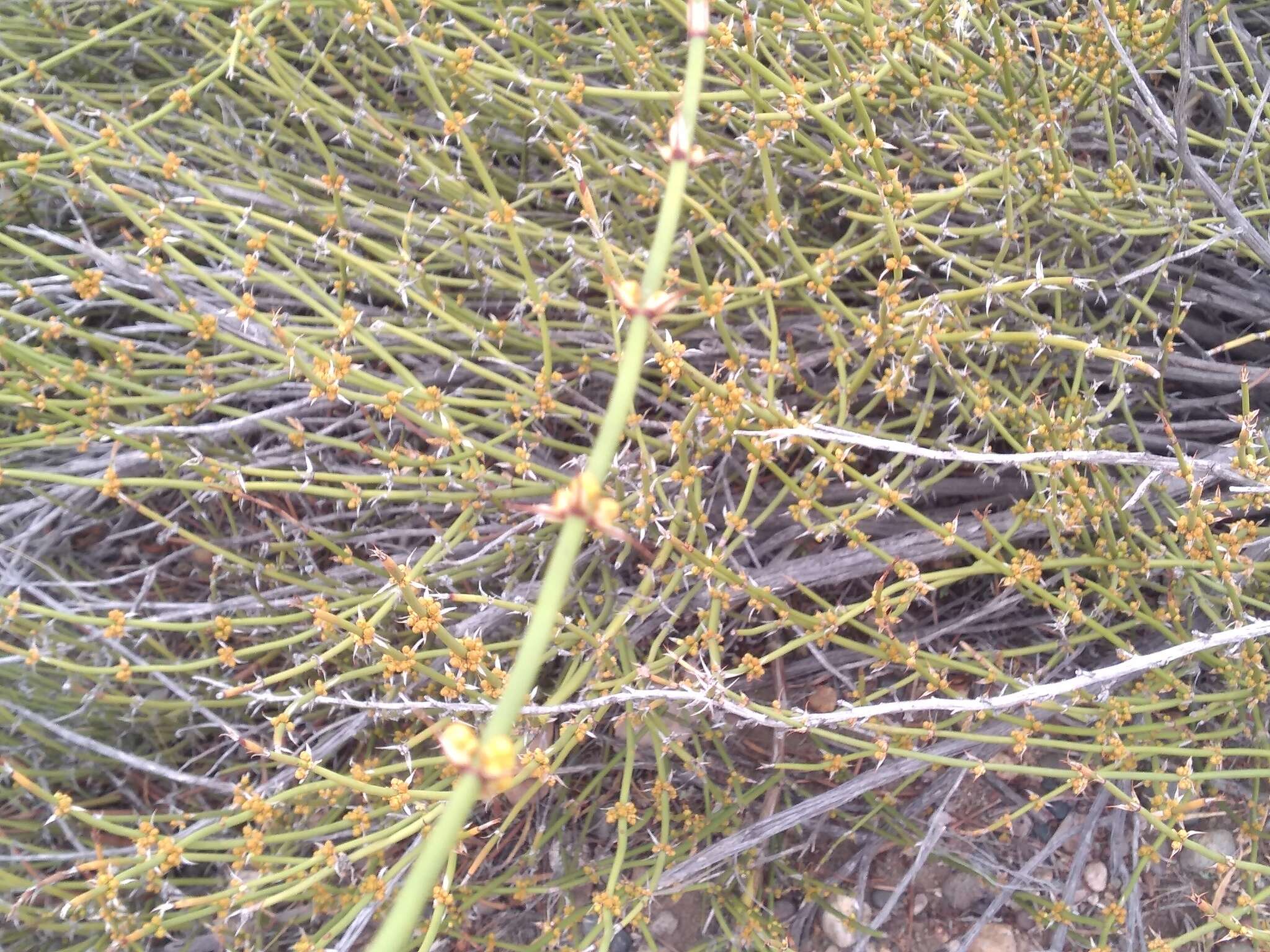 Ephedra ochreata Miers resmi