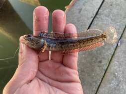 Neoclinus uninotatus Hubbs 1953 resmi