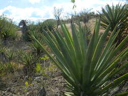 Image of Agave karwinskii Zucc.