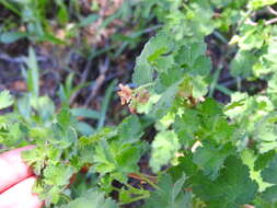 Image de Ribes montigenum Mc Clatchie