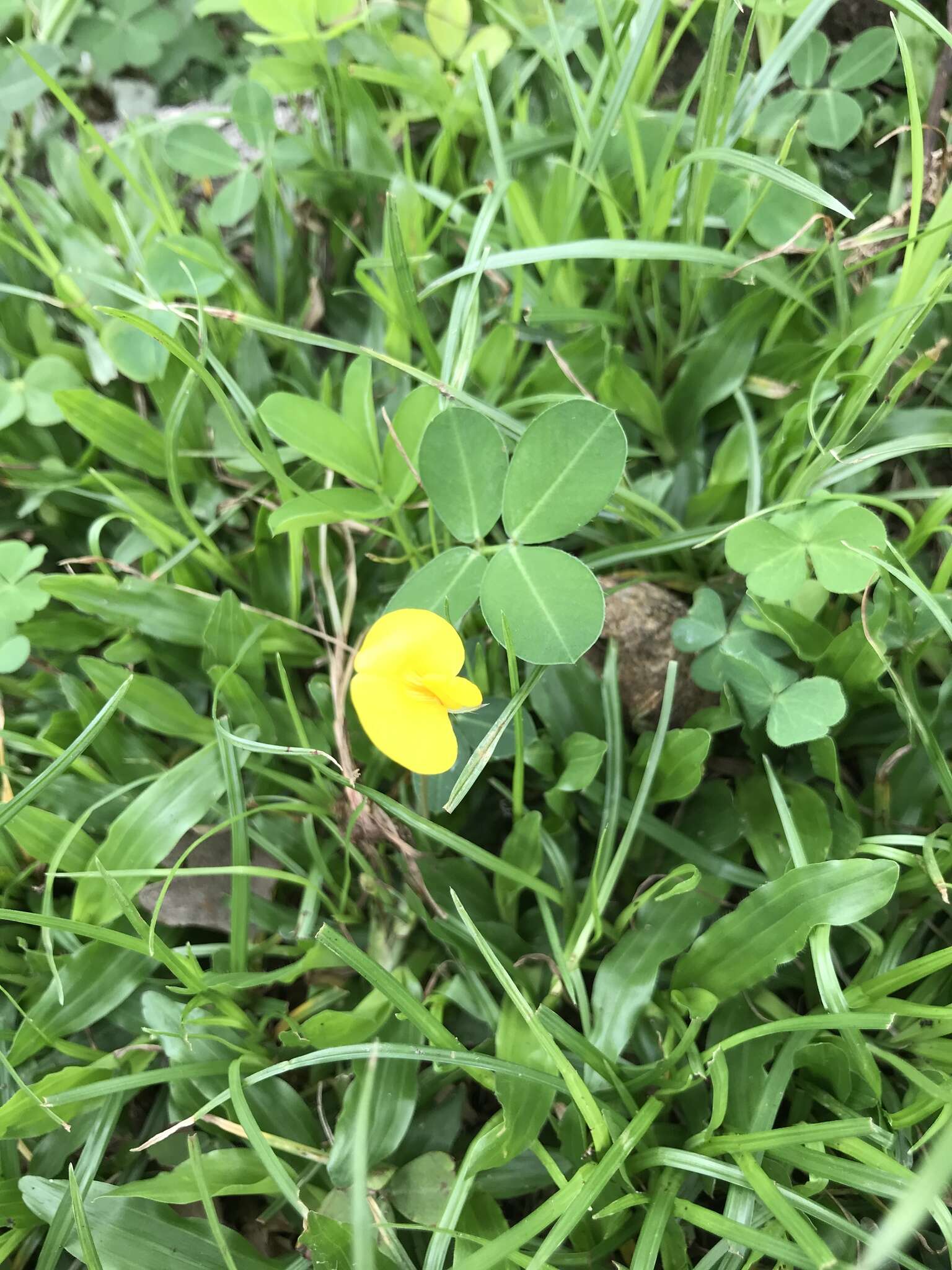 Plancia ëd Arachis duranensis Krapov. & W. C. Greg.