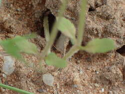 Image of Hemimeris racemosa (Houtt.) Merrill