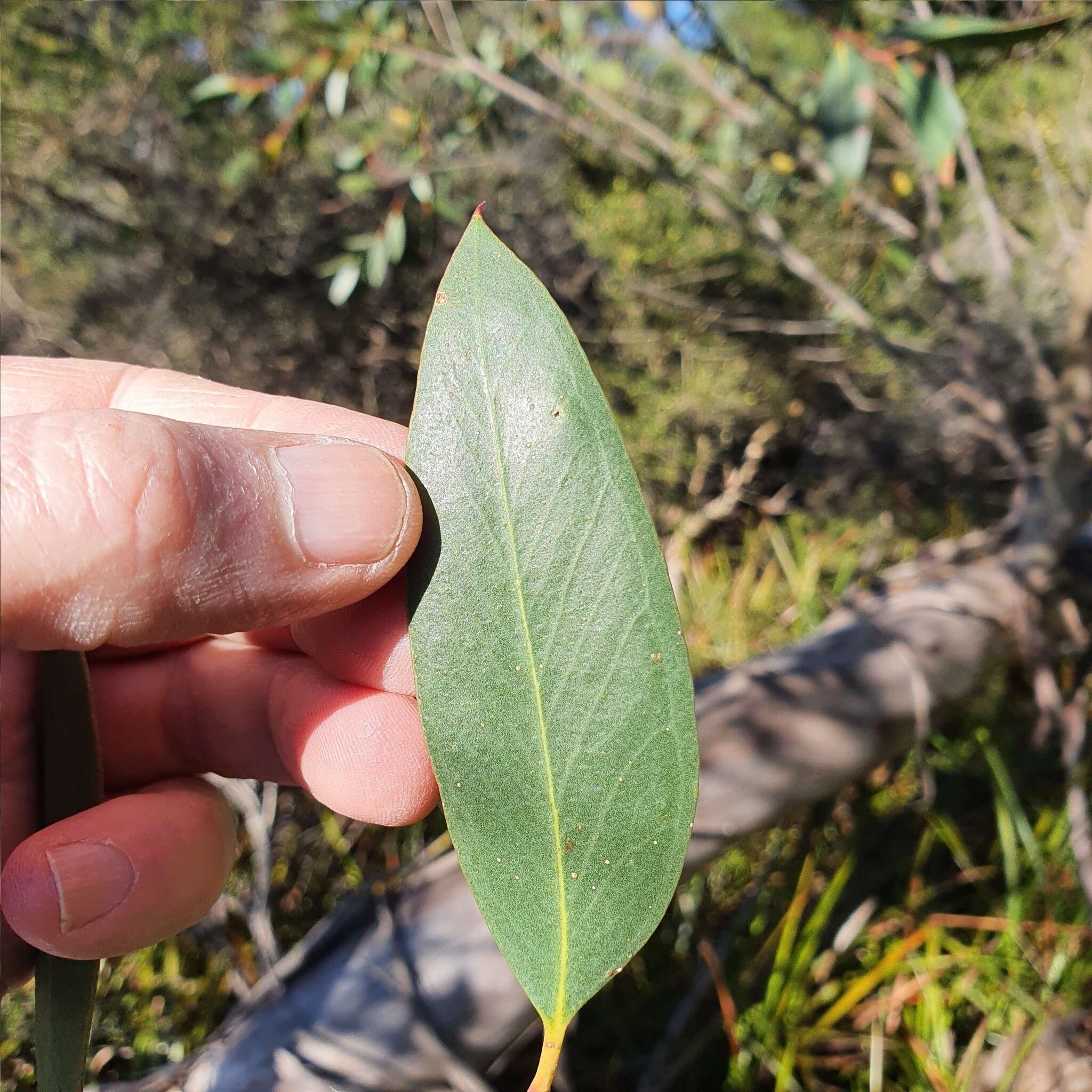 صورة Eucalyptus obstans L. A. S. Johnson & K. D. Hill