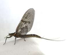 Image of Brown Drake (Mayfly)