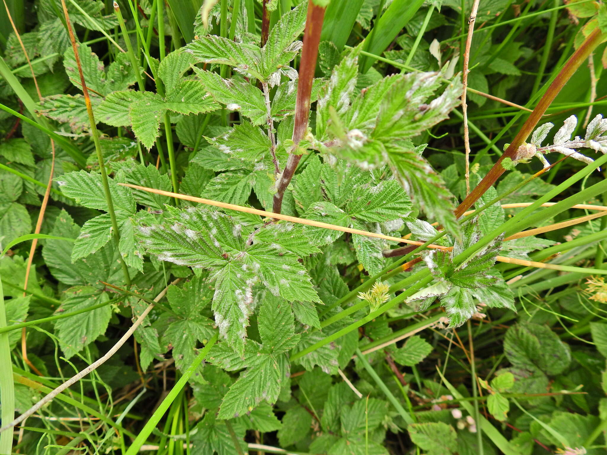 Image of Podosphaera filipendulae (Z. Y. Zhao) T. Z. Liu & U. Braun 2010