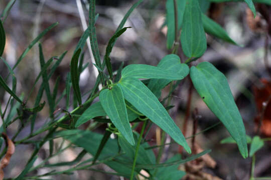 Image of Clematis pubescens Hueg. ex Endl.