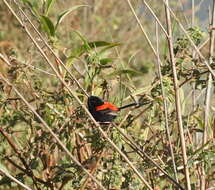 Image of Red-backed Fairy-wren