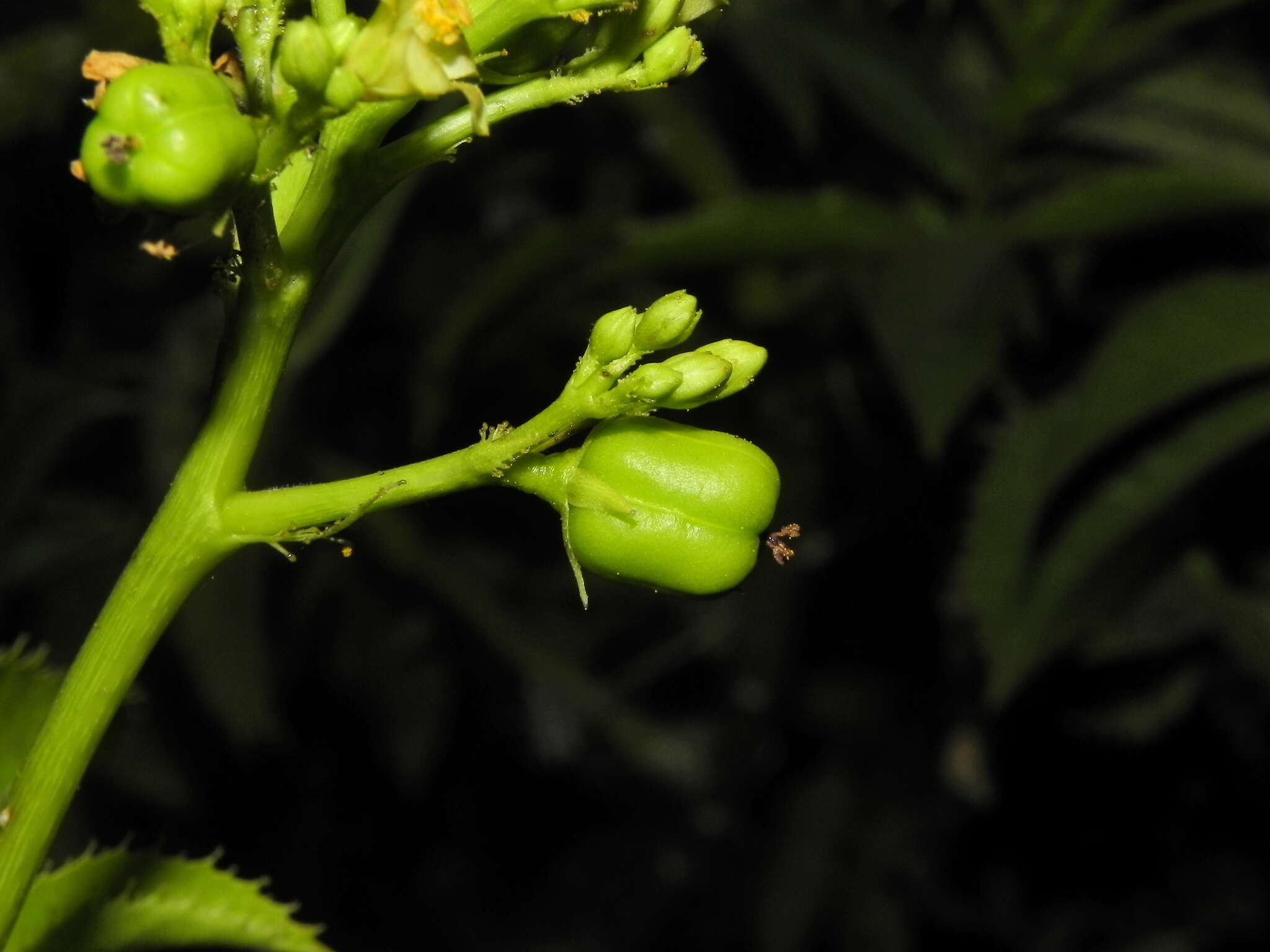 Image of Jatropha glandulifera Roxb.