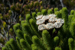 Image of Berzelia albiflora (E. Phillips) Class.-Bockh. & E. G. H. Oliv.