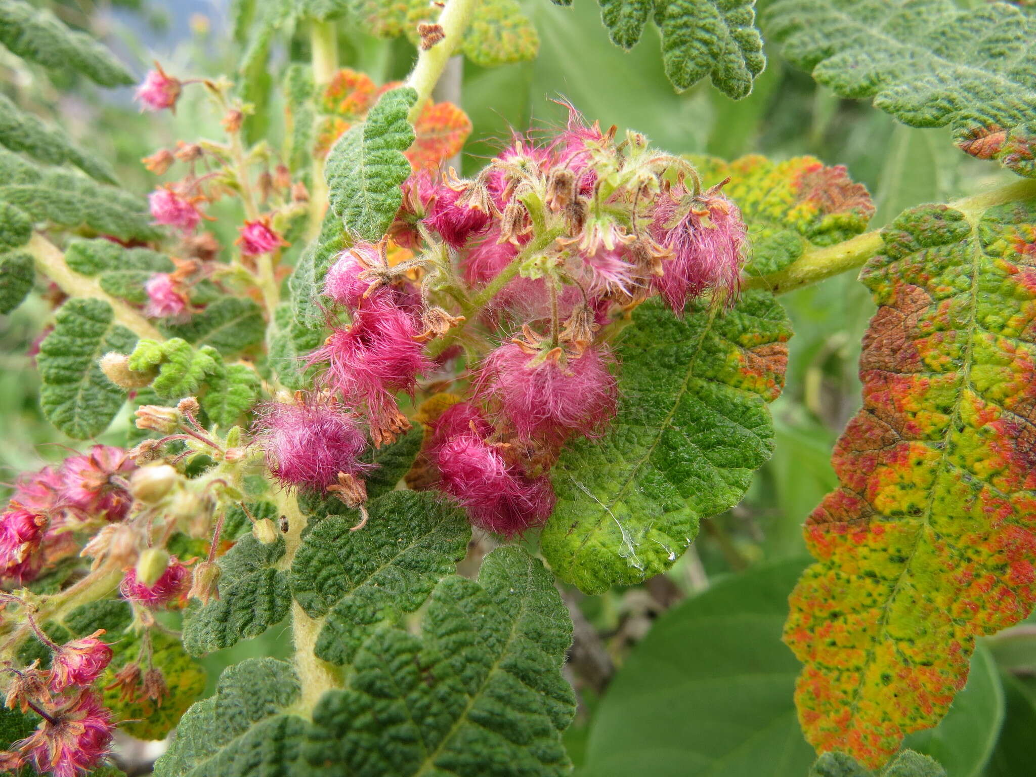 Слика од Actinocheita potentillifolia (Turcz.) Bullock