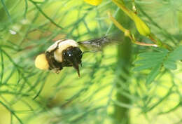 Слика од Bombus fraternus (Smith 1854)