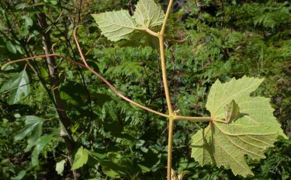 Image of long grape