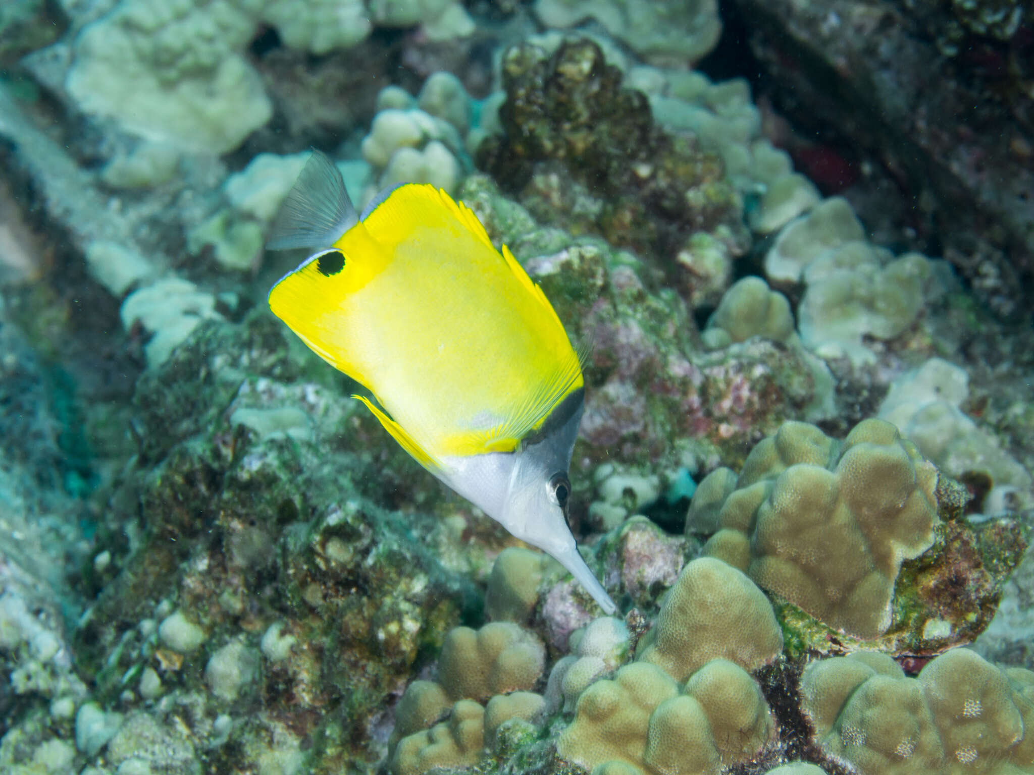 Image of Big long-nosed Butterflyfish