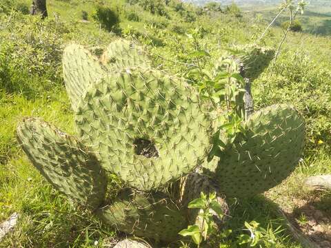 Image of Opuntia huajuapensis Bravo