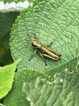 Слика од Sinopodisma punctata Mistshenko 1954