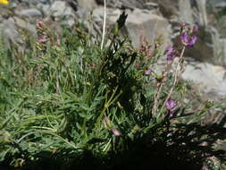 Imagem de Astragalus bourgovii A. Gray