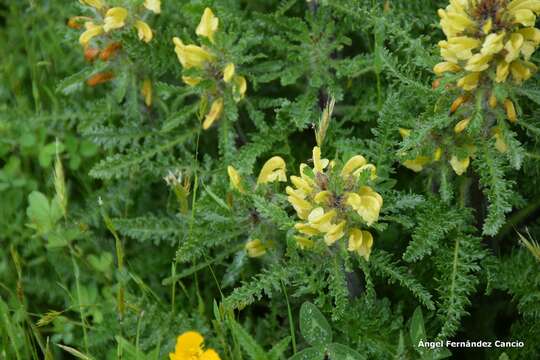 Image of Pedicularis schizocalyx (Lange) Steininger