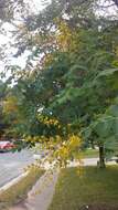 Image of Golden-rain tree