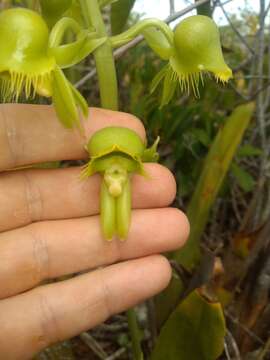 Catasetum gardneri Schltr.的圖片