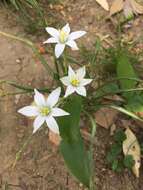 Imagem de Ornithogalum divergens Boreau