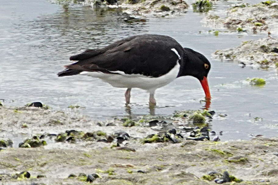 Image of Magellanic Oystercatcher