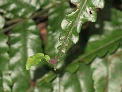 Image of Bolbitis subcordata (Copel.) Ching