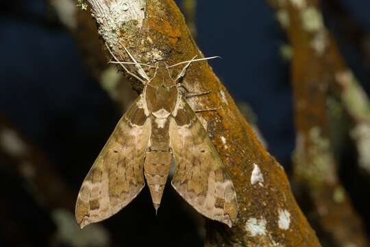 Image of Cechenena helops (Walker 1856)