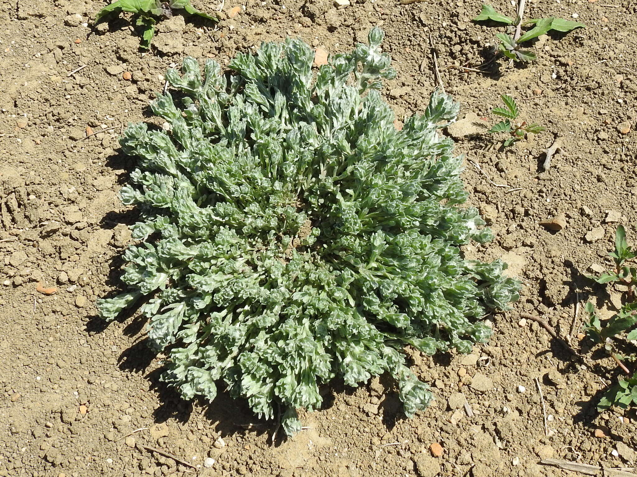 Image of bighead pygmycudweed