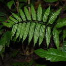 Image of Pteridrys syrmatica (Willd.) C. Chr. & Ching