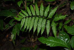 Image of Pteridrys syrmatica (Willd.) C. Chr. & Ching