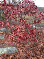 Image of Red Oak