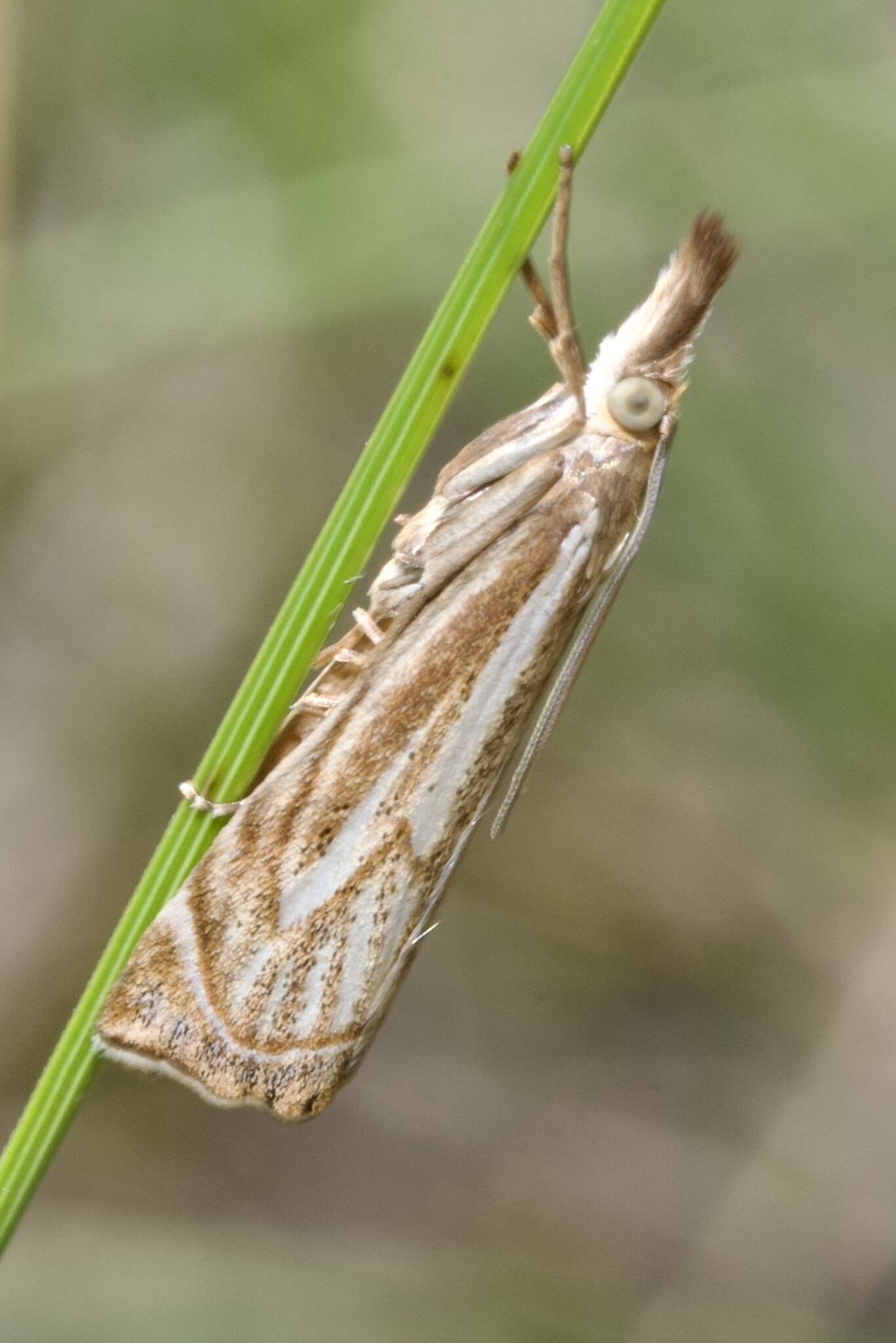 Image of Xanthocrambus lucellus Herrich-Schäffer 1849