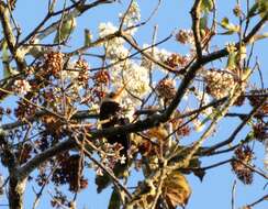 Image of White-throated Jacamar