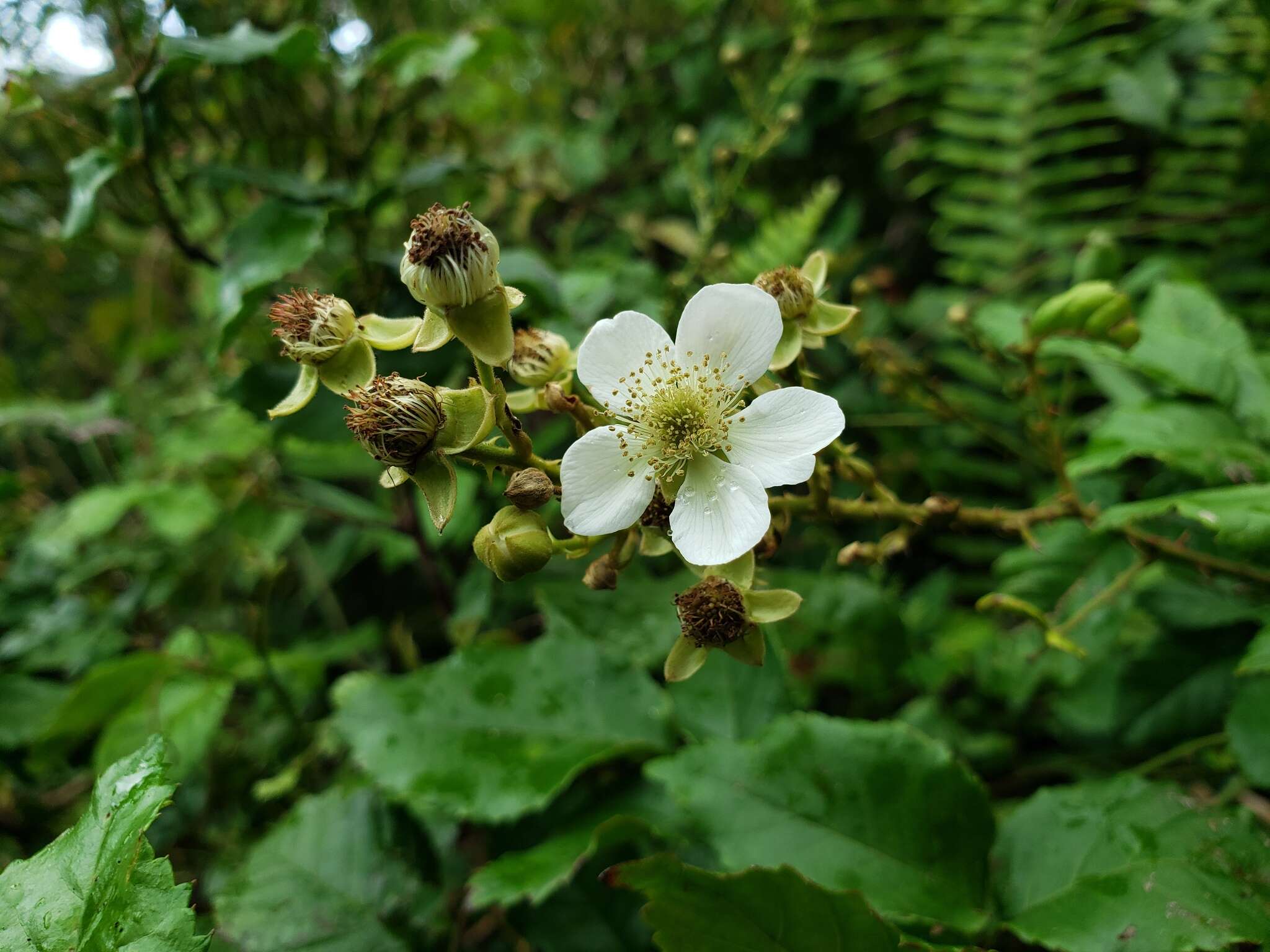 Image of Big Blackberry