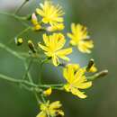 Image of Sonchus regis-jubae Pitard