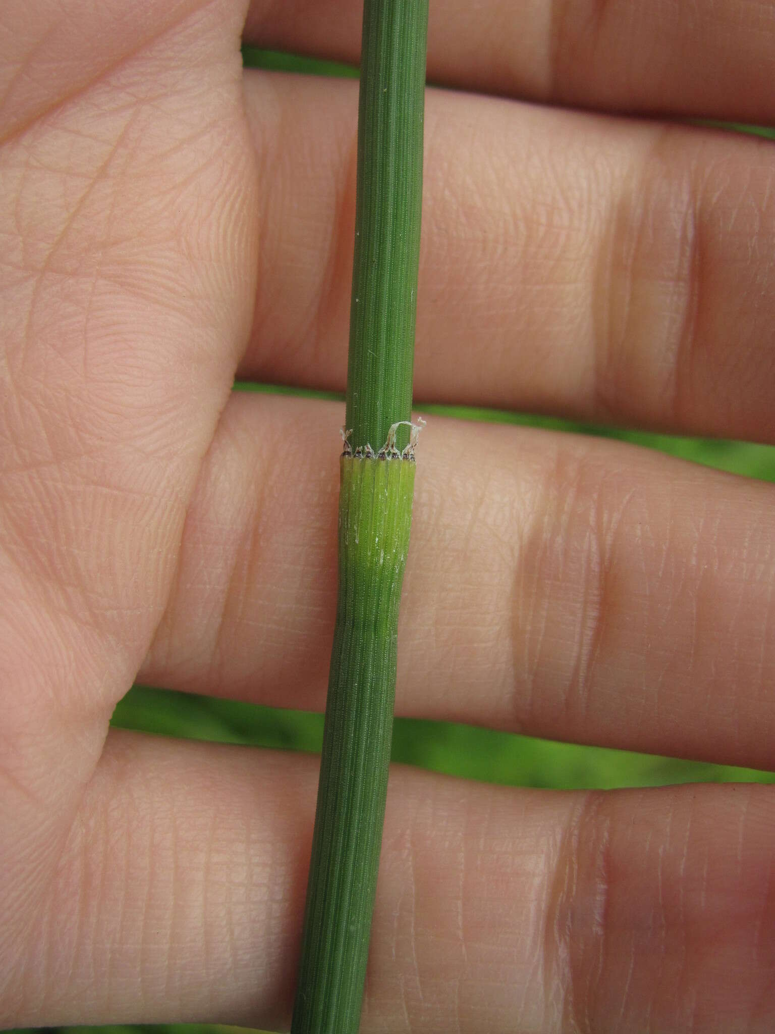 Image of Equisetum moorei Newm.