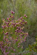 Image of Erica peltata Andr.