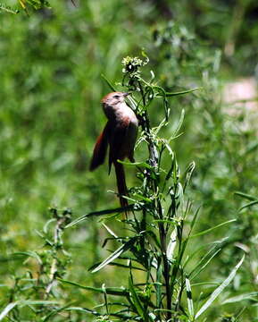 Image of Brown-capped Tit-Spinetail