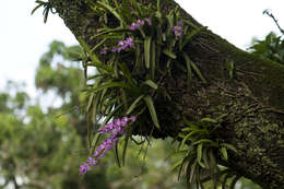 Image of Multi-flowered Aerides