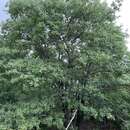 Image of Hastings oak