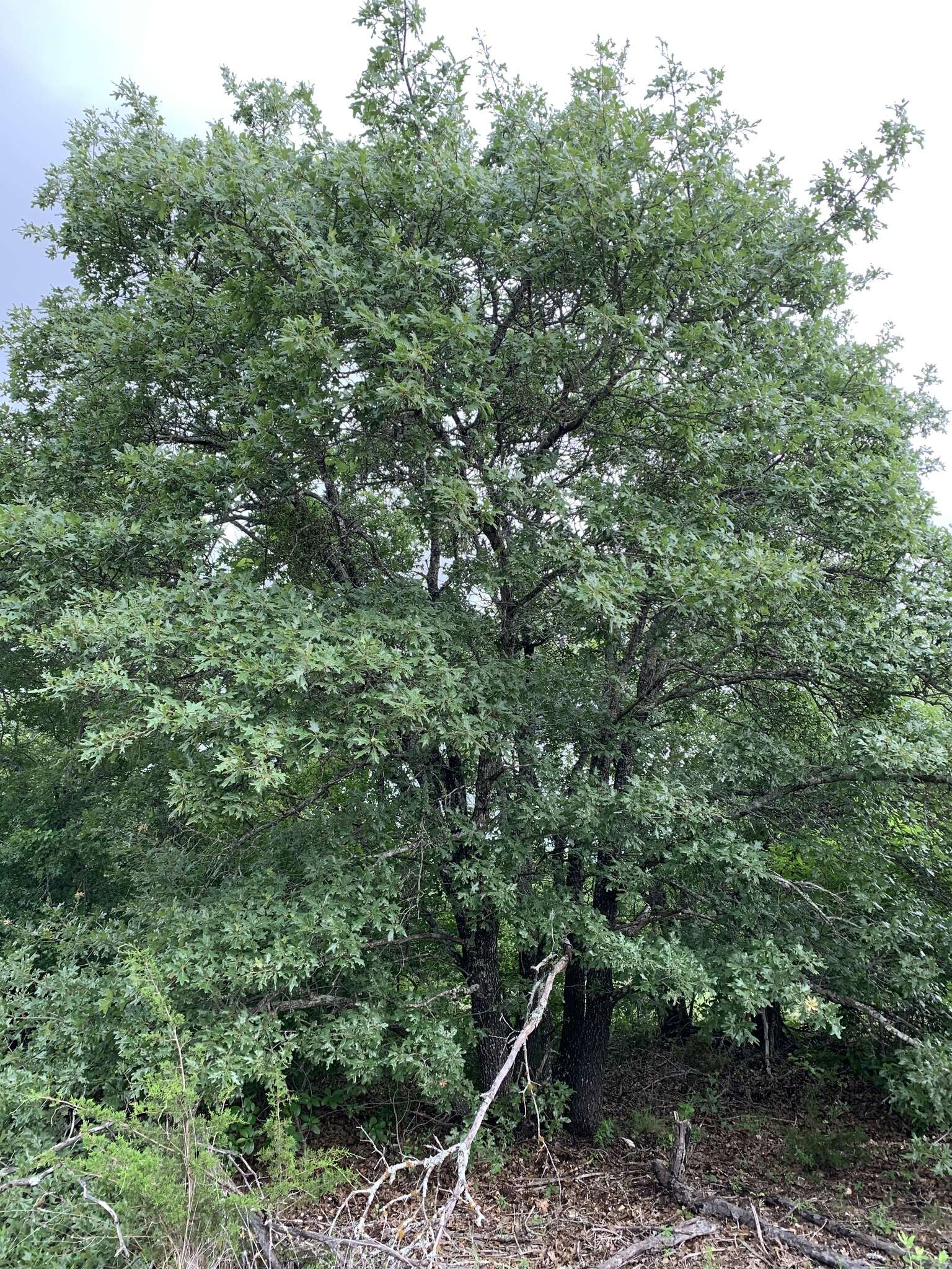 Image of Hastings oak