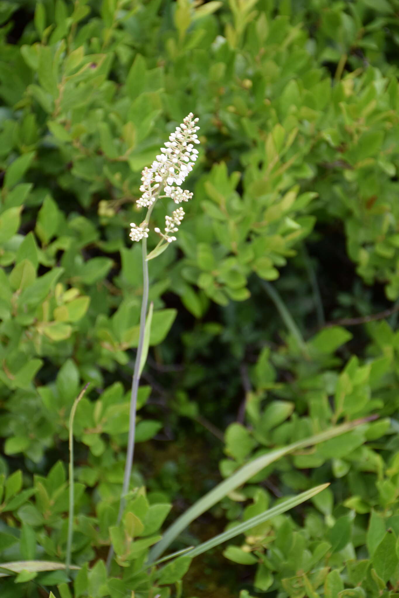 صورة Stenanthium densum (Desr.) Zomlefer & Judd