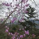 Imagem de Rhododendron dilatatum subsp. dilatatum