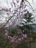 Imagem de Rhododendron dilatatum Miq.