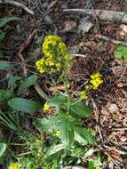 Image de Draba helleriana Greene