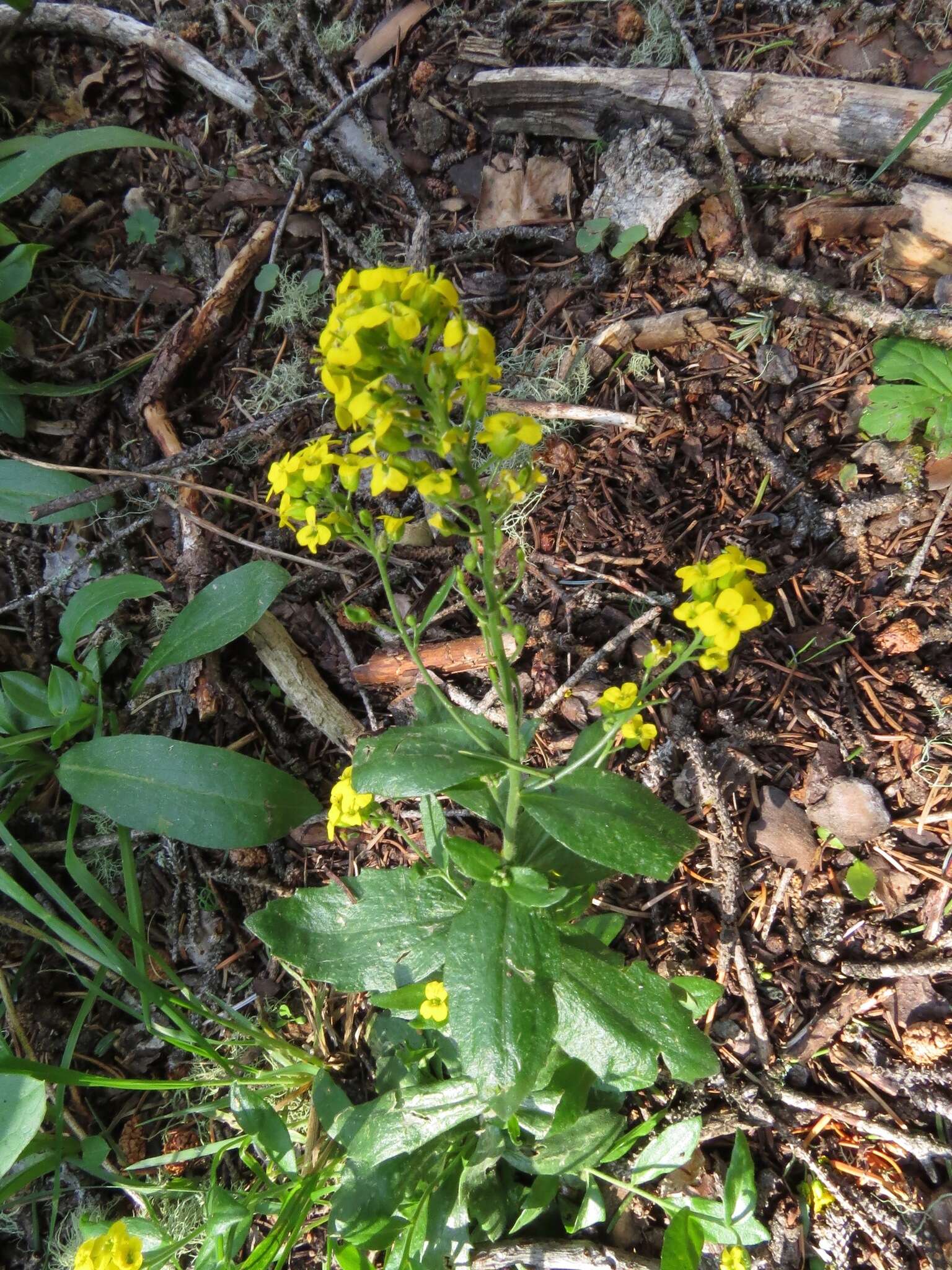 Image of Heller's Whitlow-Grass