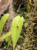 Image of Pleurothallis rhodoglossa Schltr.